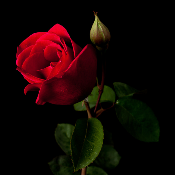 Black Rose & Spice Fragrance Oil 227