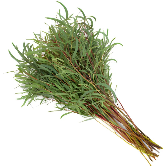 Eucalyptus Nicholi Wholesale Greenery In a Bunch