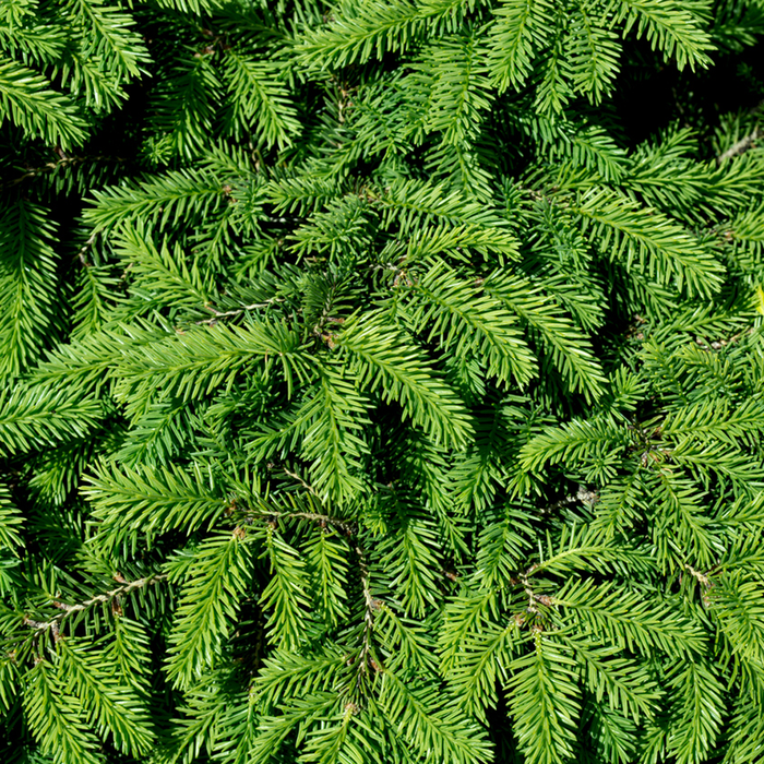 Fir Needle Essential Oil - 100% Pure 726