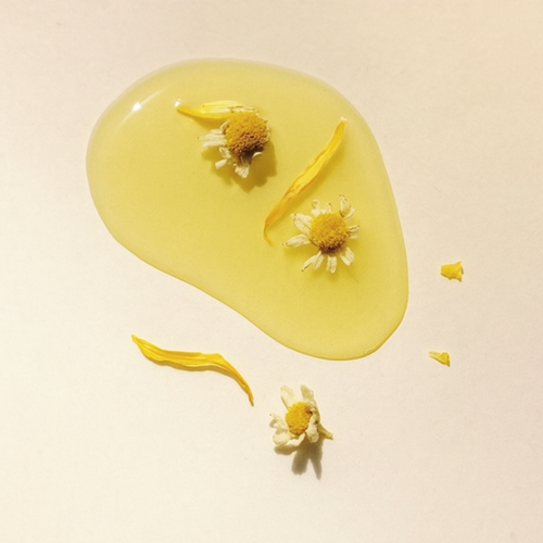 chamomile and calendula petals infusing in avocado oil