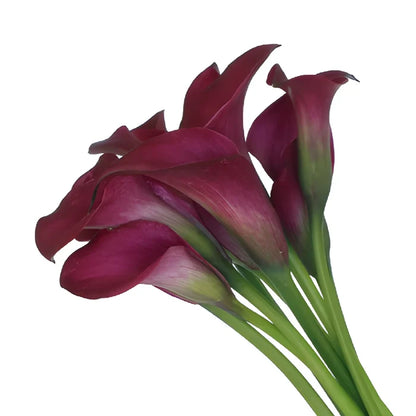 Deep Burgundy Mini Colored Calla Lily Flowers