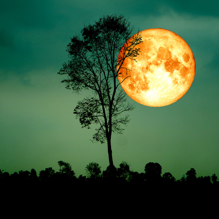 Harvest Moonlight Fragrance Oil 973