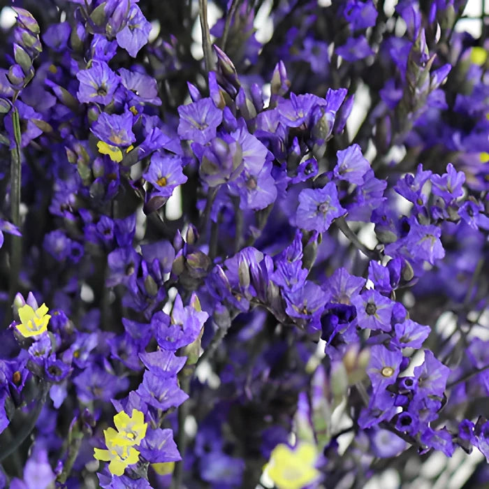 Purple Airbrushed Limonium Flowers