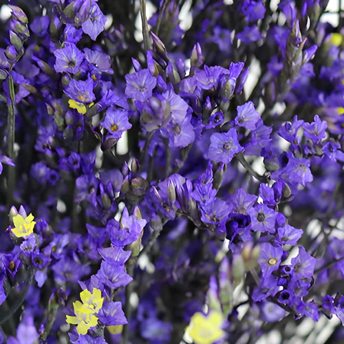 Purple Airbrushed Limonium Flowers