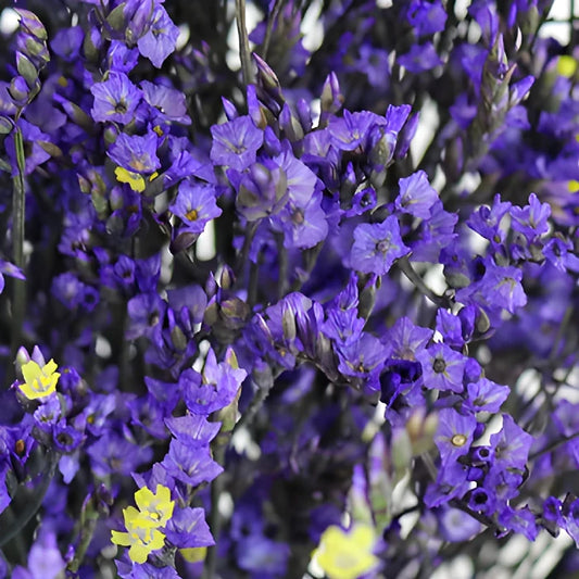 Purple Airbrushed Limonium Flowers