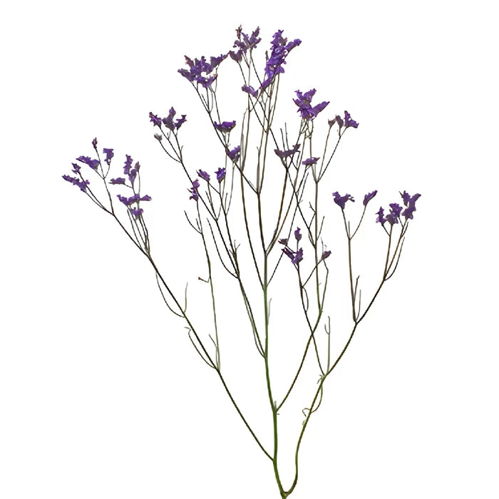 Purple Airbrushed Limonium Flowers