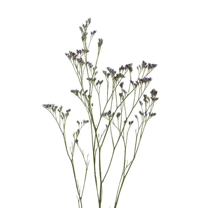 Limonium Purple Flower - Image