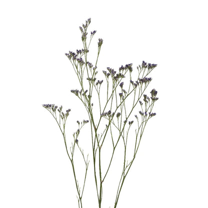 Limonium Purple Flower - Image