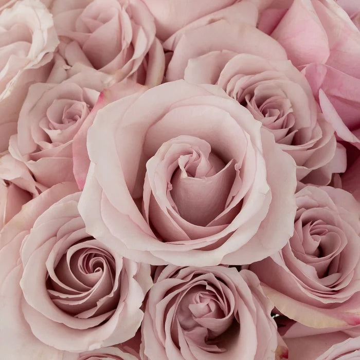 Secret Garden Rose Other - Image