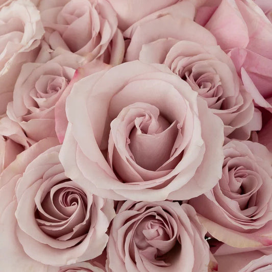 Secret Garden Rose Other - Image