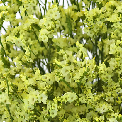 Yellow Limonium Flowers
