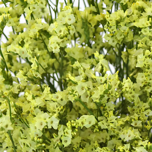 Yellow Limonium Flowers