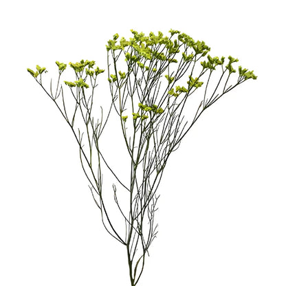 Yellow Limonium Flowers